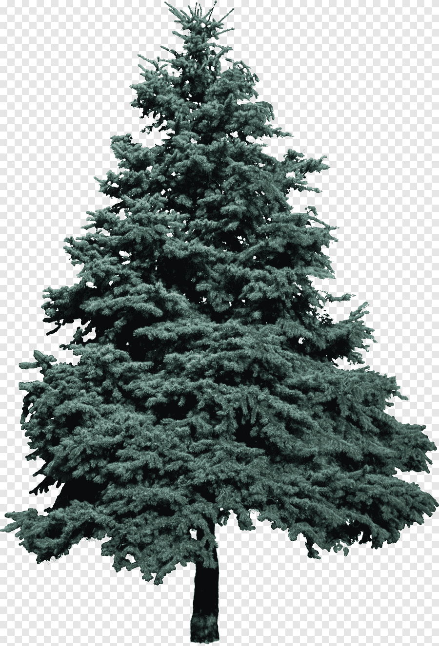 Елка Annapolis fir Tree