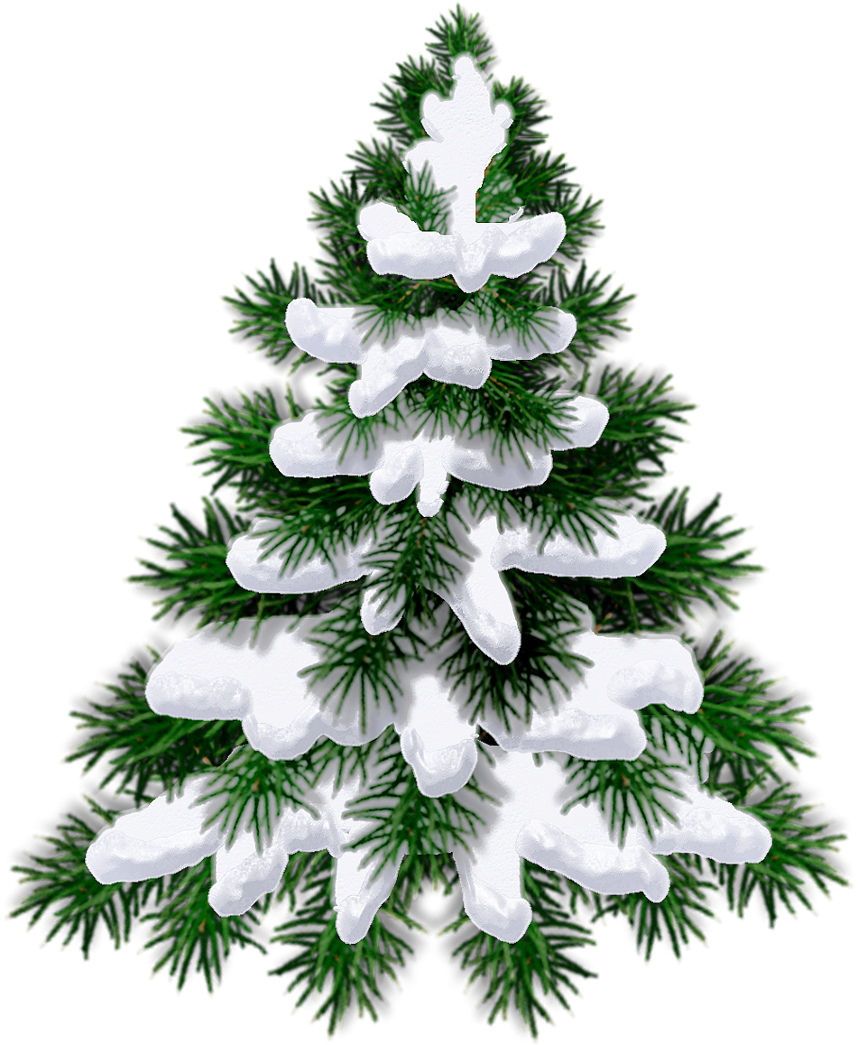 Ель на белом фоне