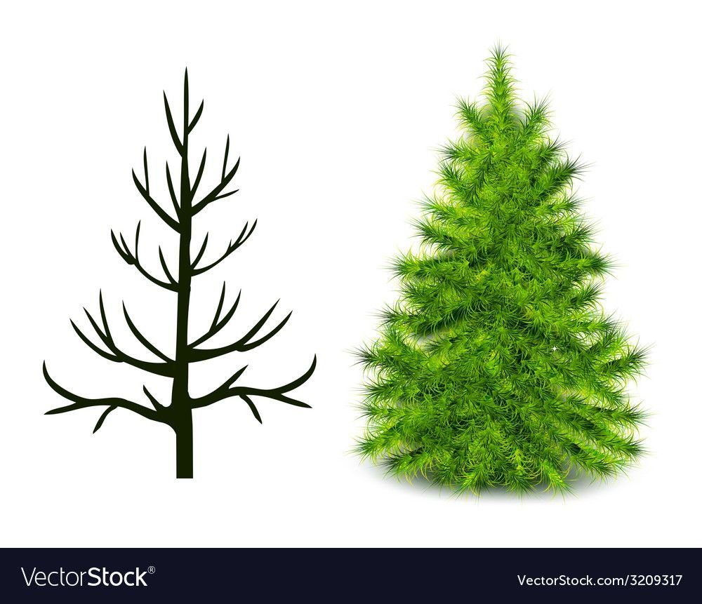 Ель картинка на белом фоне