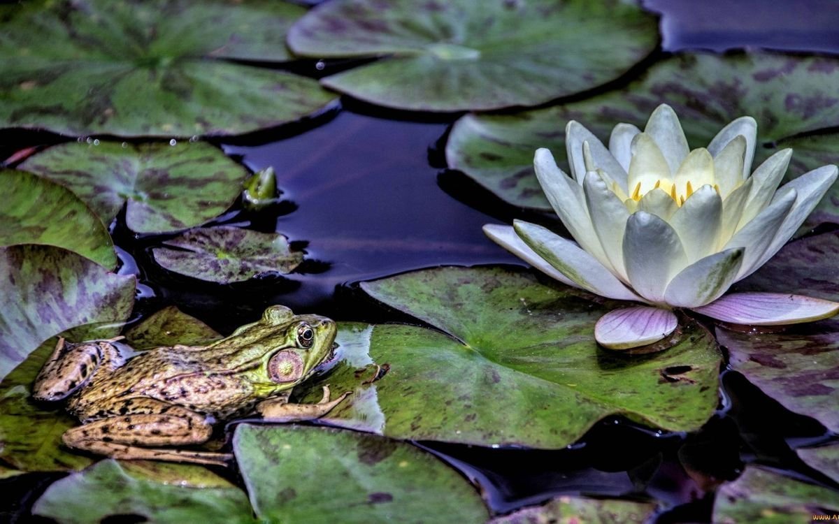 Лягушка на кувшинке