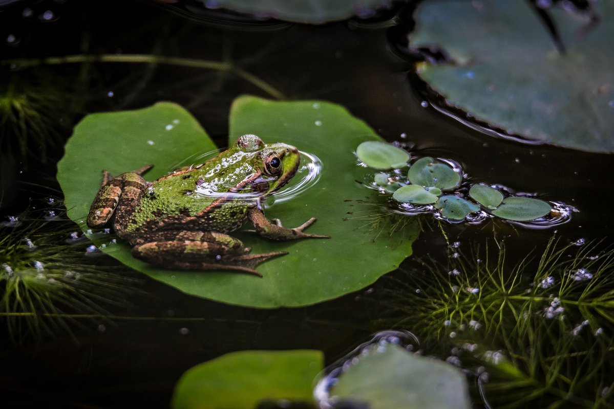 Прудовая лягушка