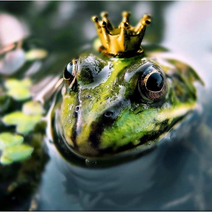 Лягушка на кувшинке для детей