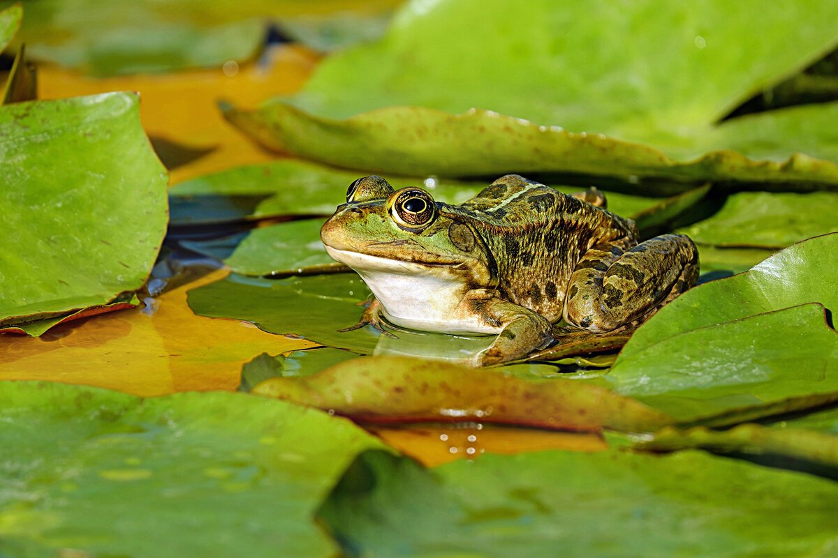 Озерная лягушка
