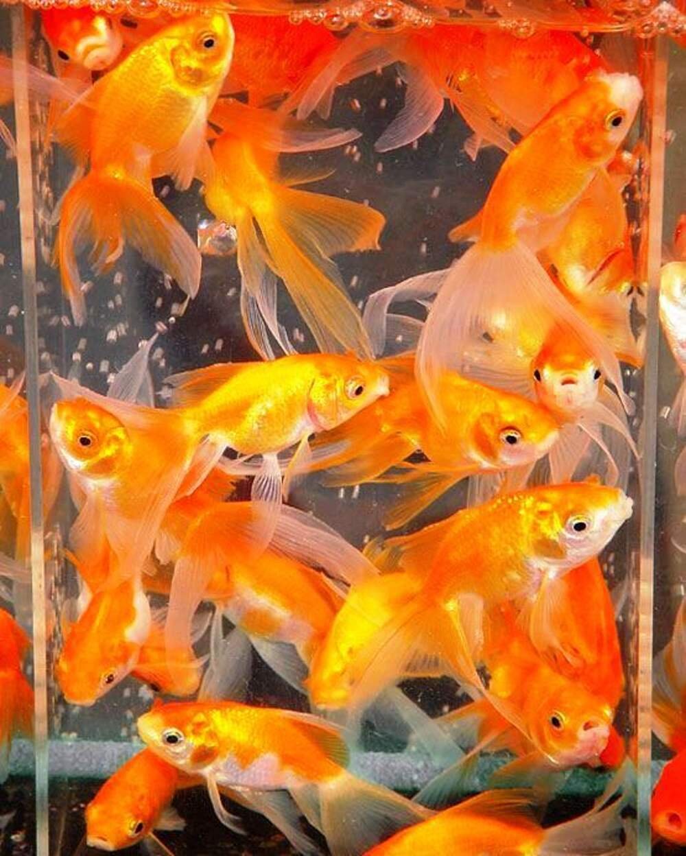 Поздравления с днём рождения картинки