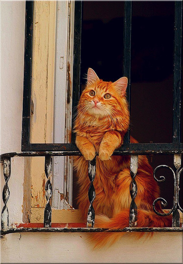 Рыжий кот на окне