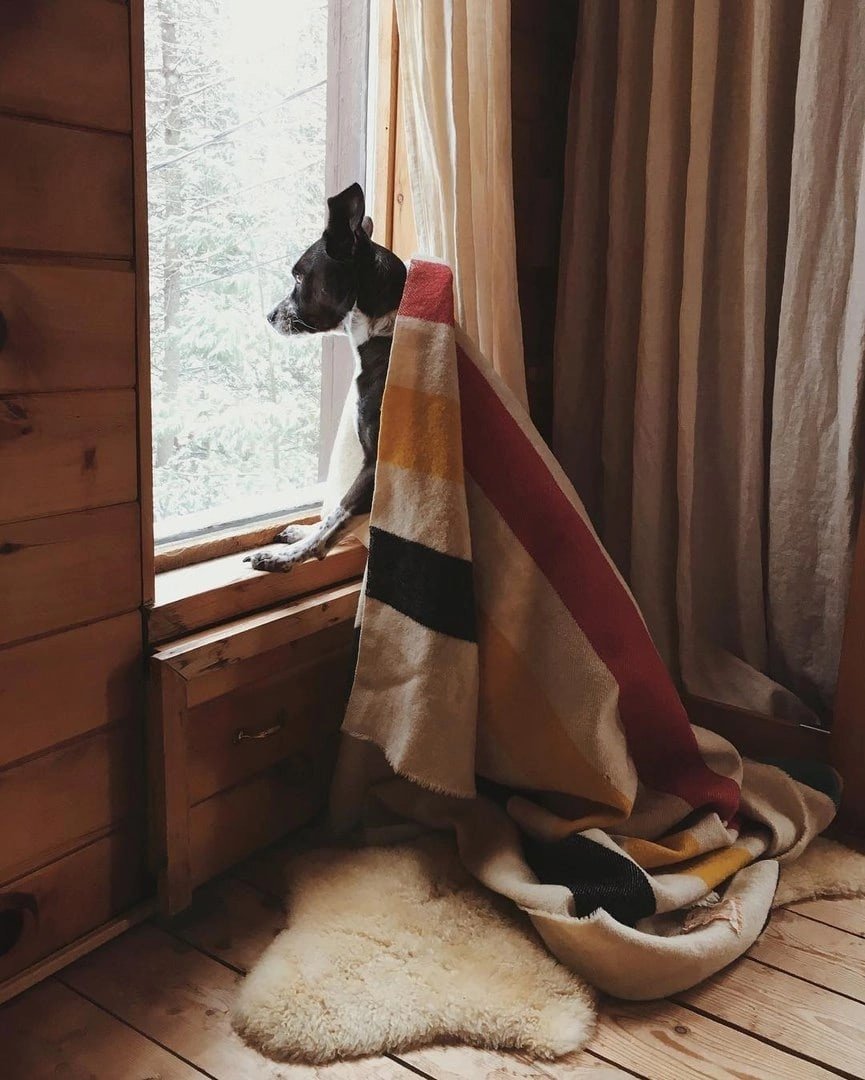 Красивые домашние животные