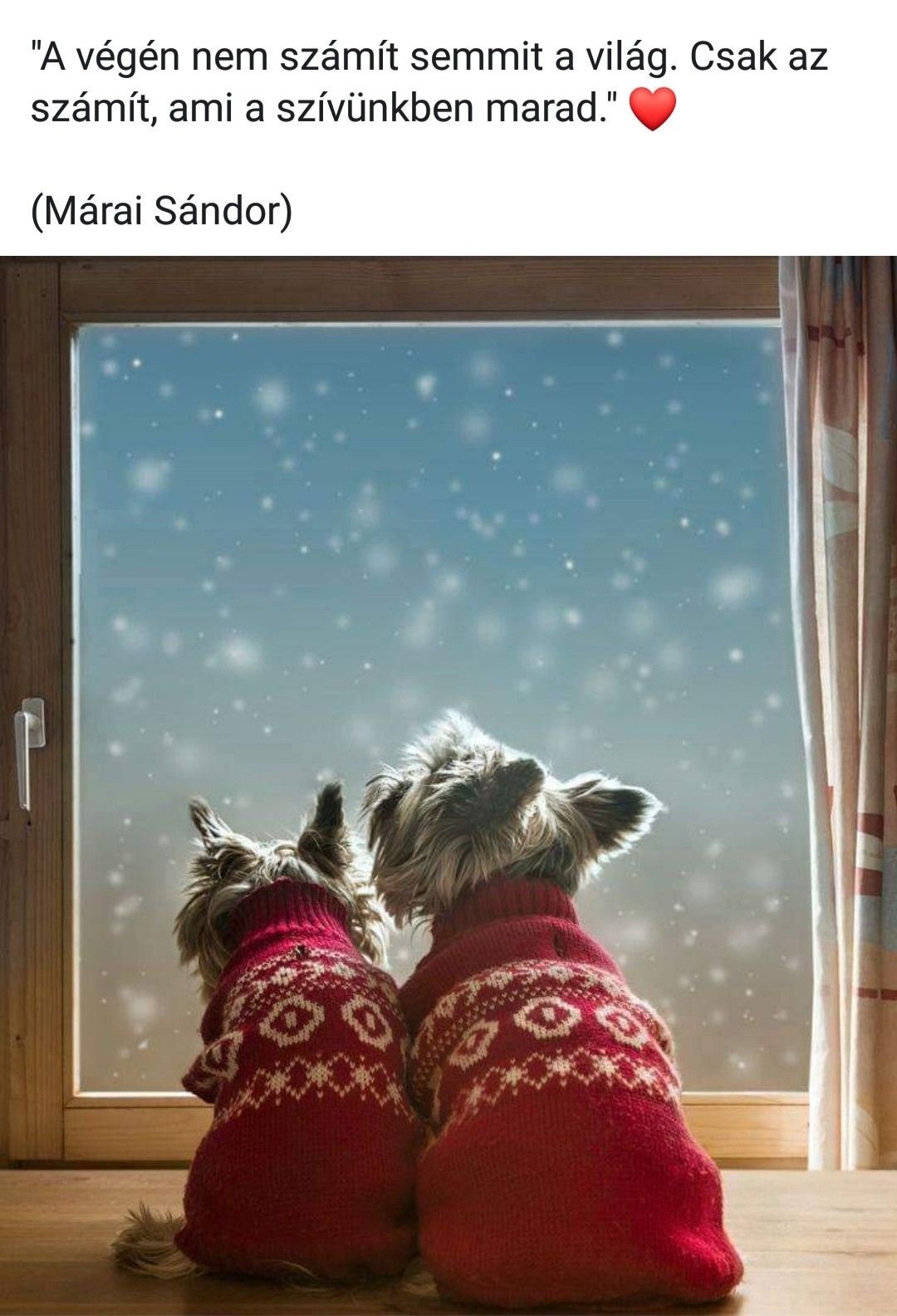 Кот на окне