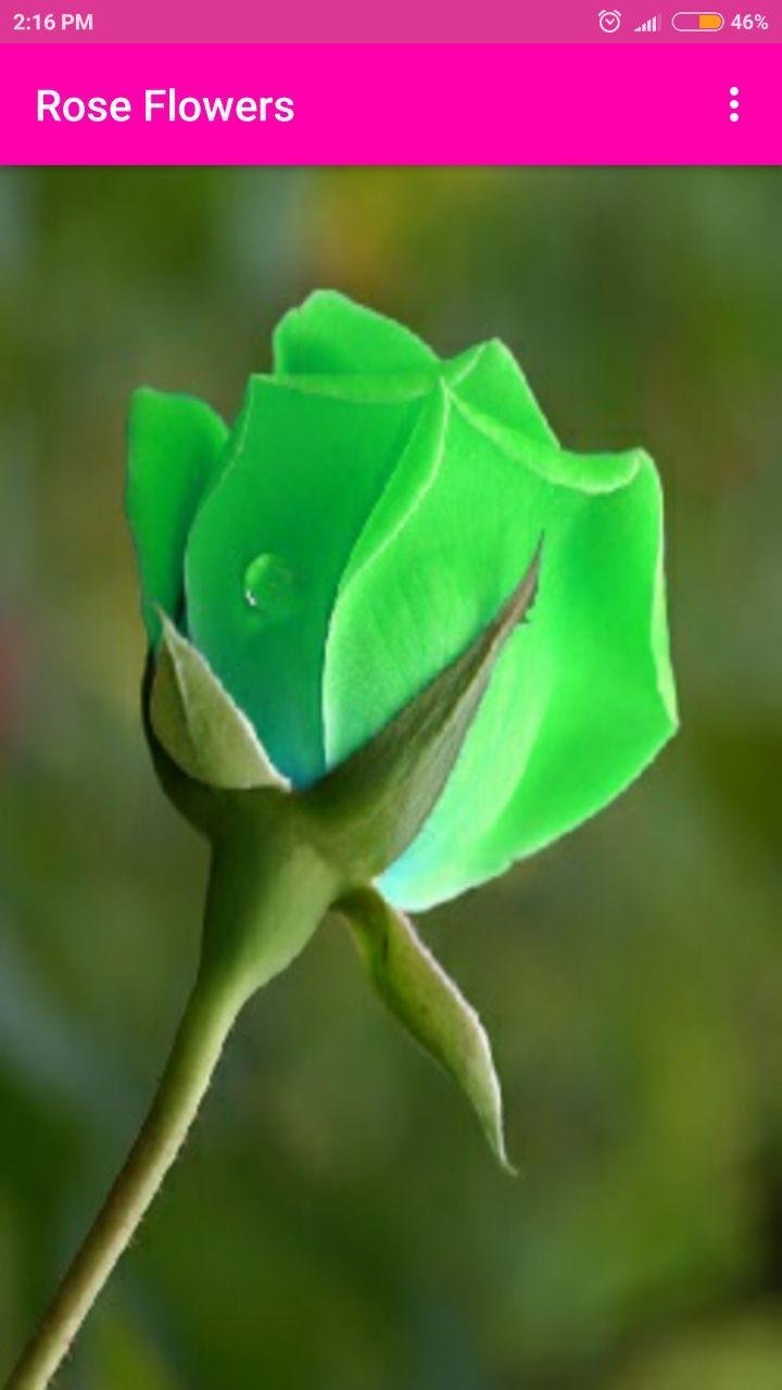 Красные розы на зеленом