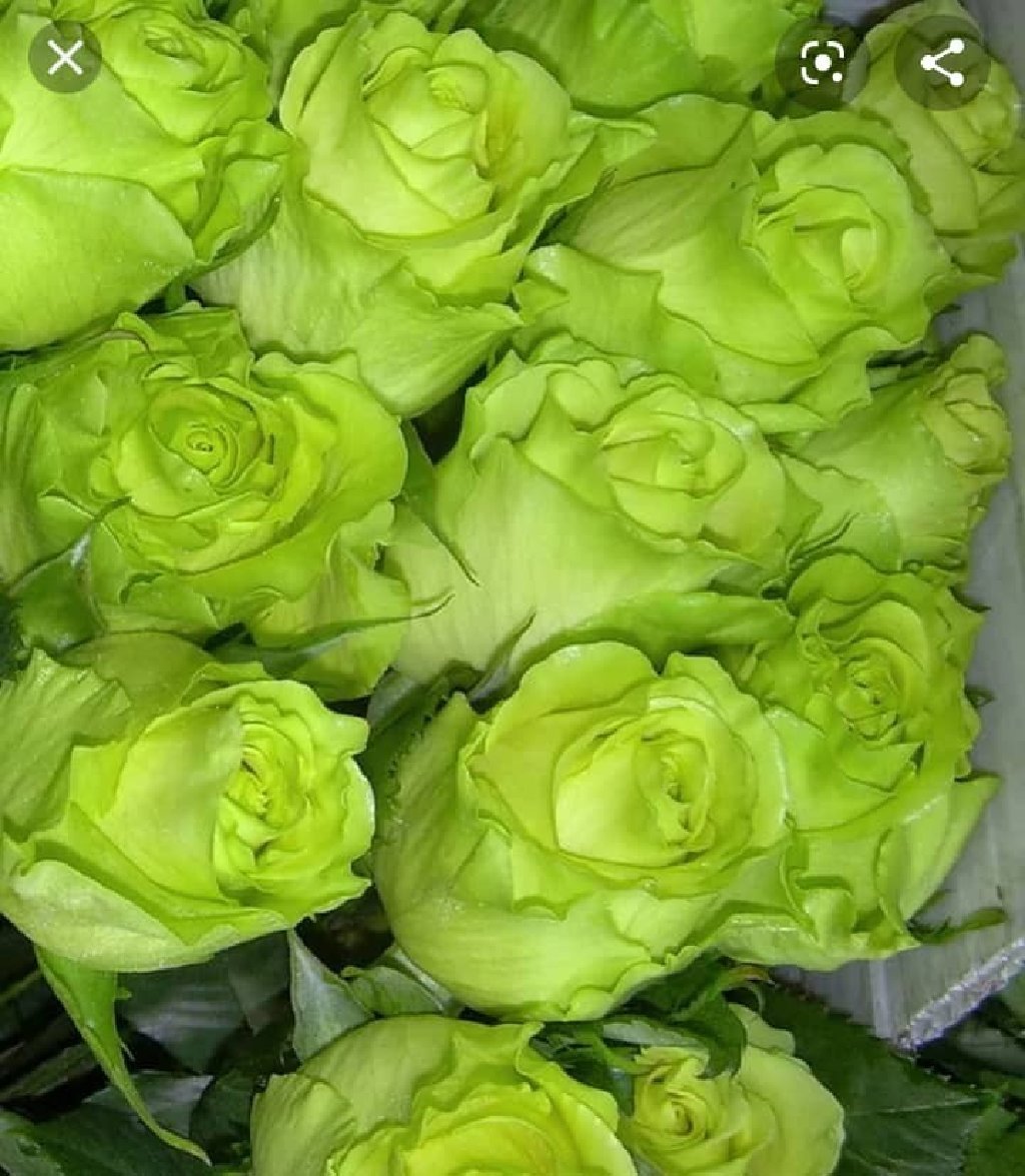 Роза Грин Бьюти