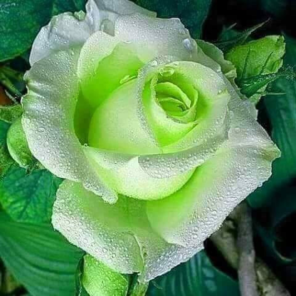 Зелёный Гарден роза