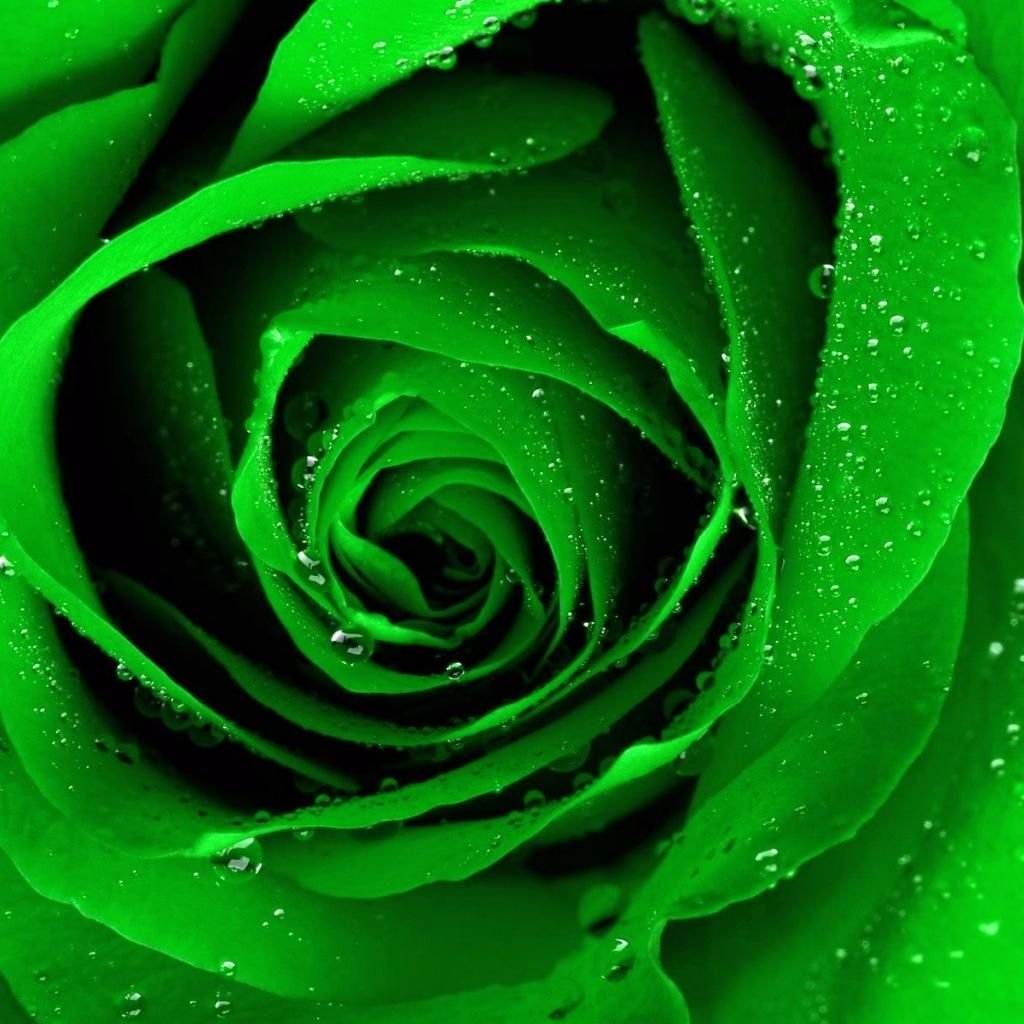 Белые розы на зеленом фоне