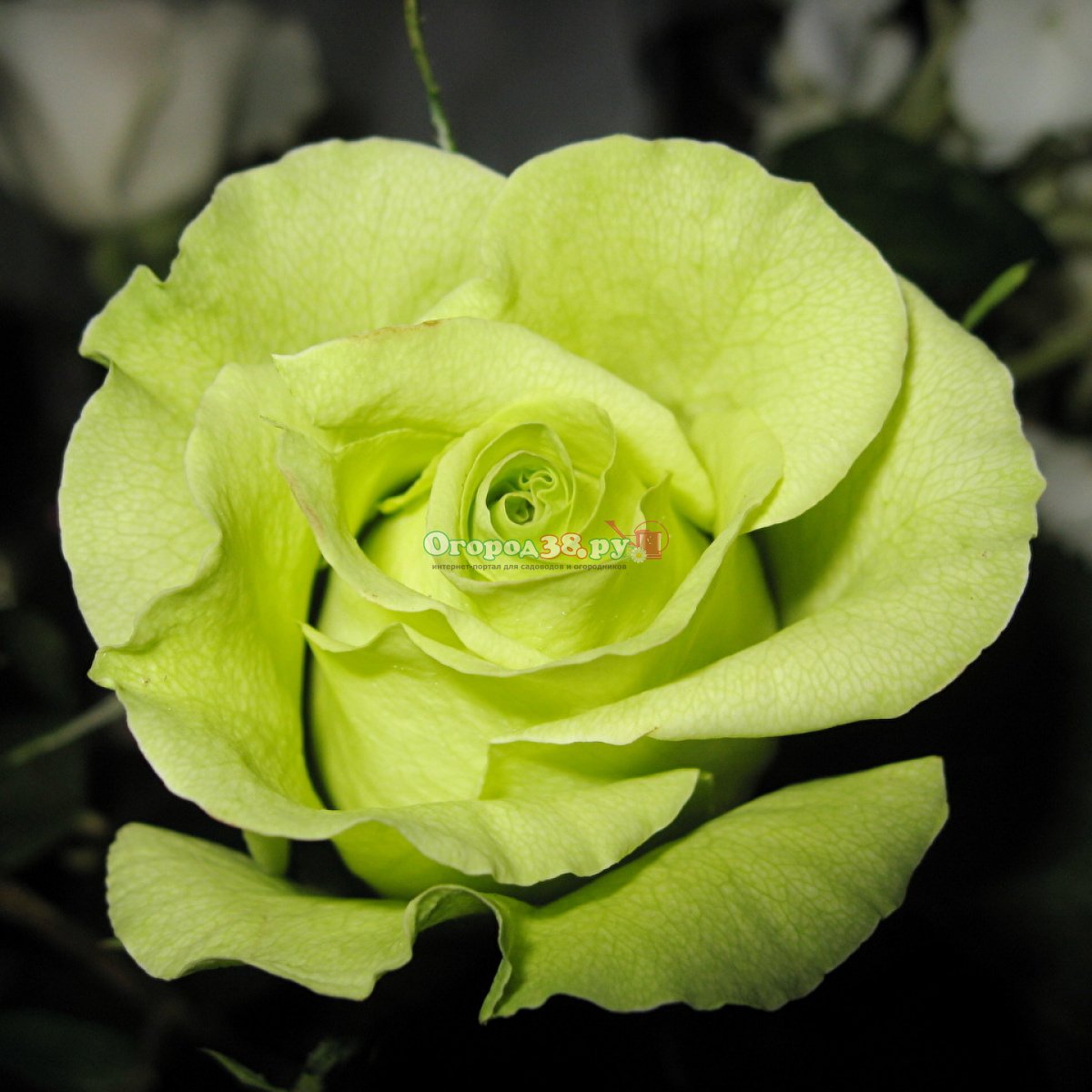 Роза чайно-гибридная Амандина