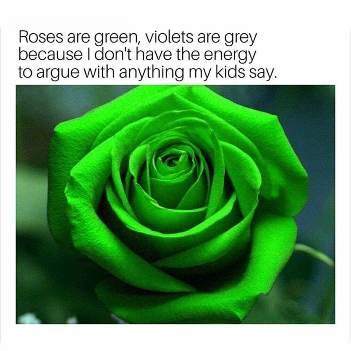 Фото зеленых роз очень красивых