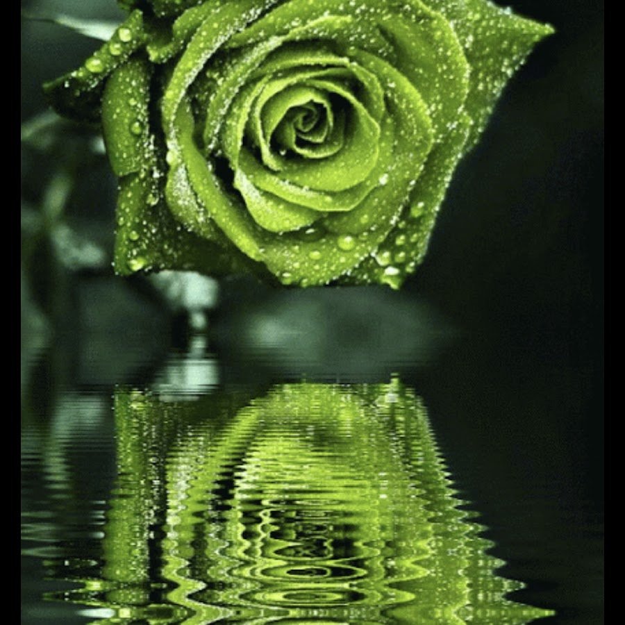 Зеленые розы картинки