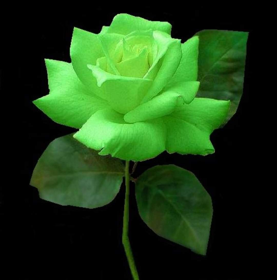 Грин Даймонд Green Diamond роза