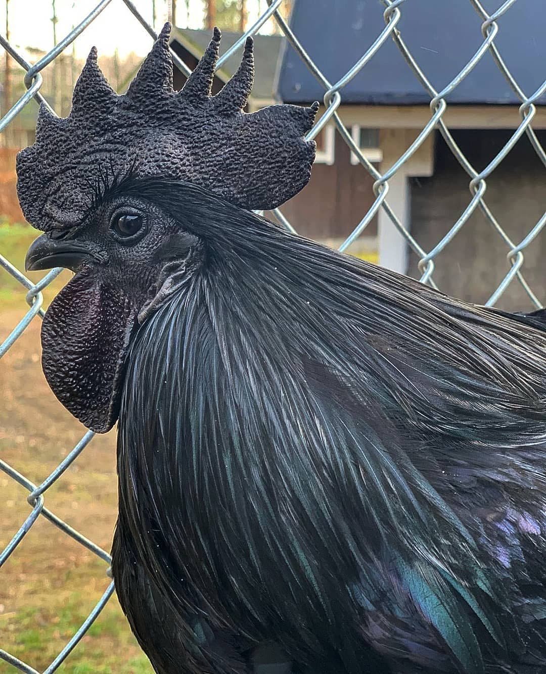 Брошка курица