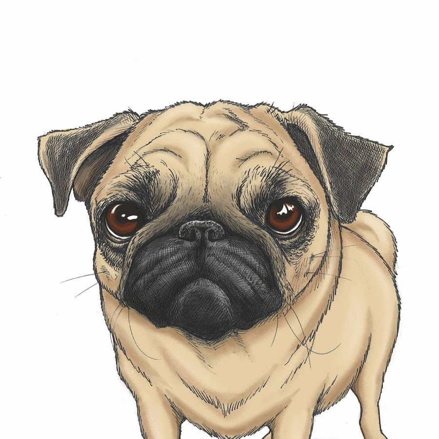 Мопс Акацуки