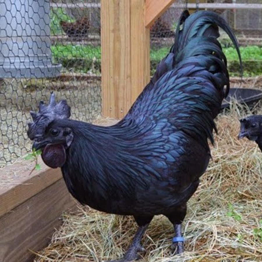 Черная курица на белом фоне