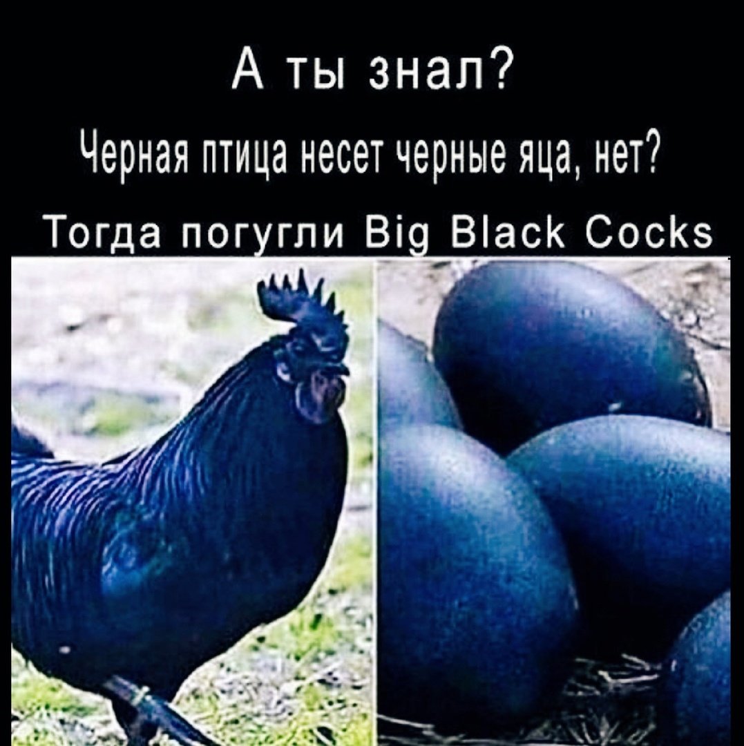 Big Black cocks куры
