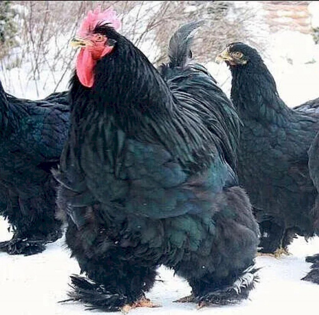 Аям Цемани яйца