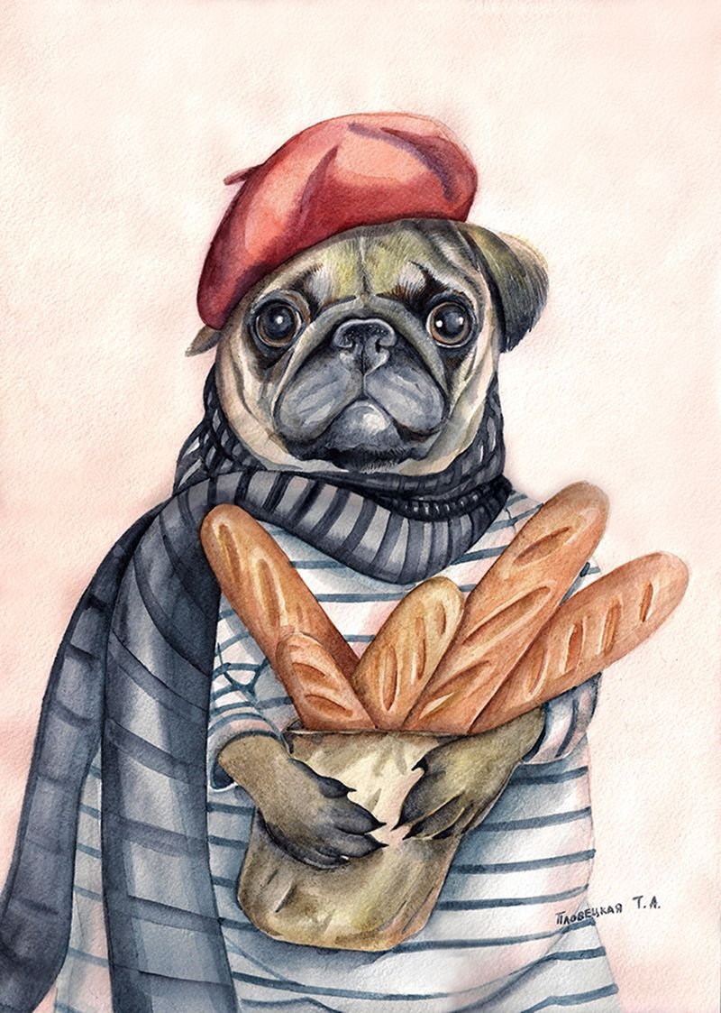 Мопс рисунок