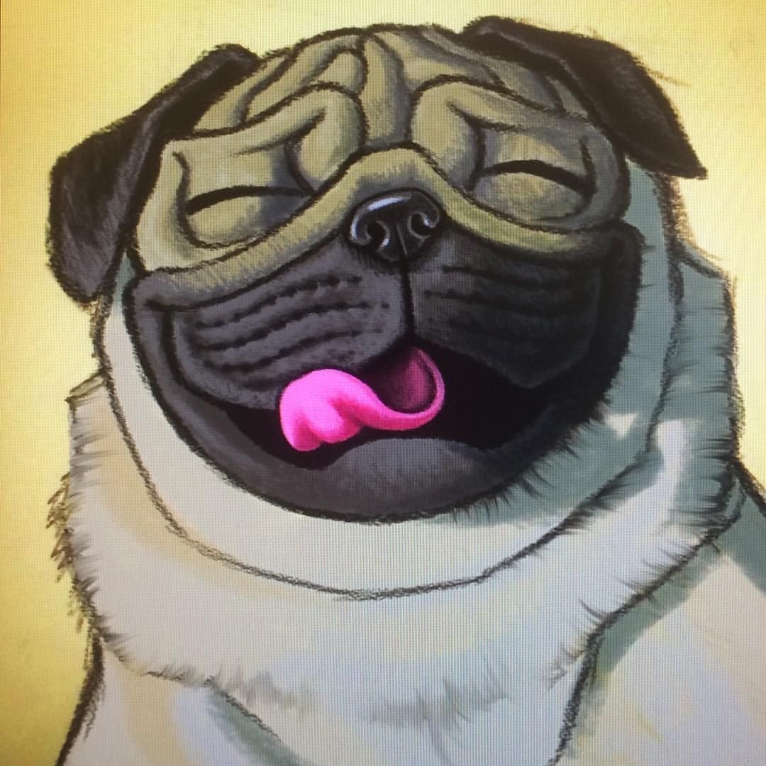 Мопс рисунок для срисовки