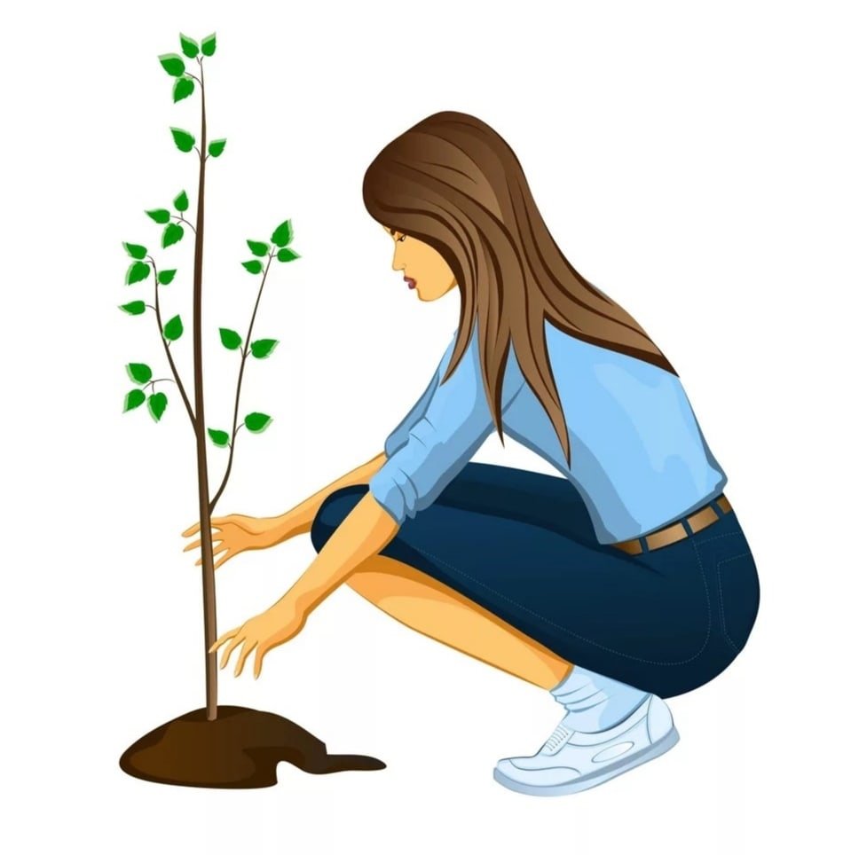 Посадка деревьев на белом фоне