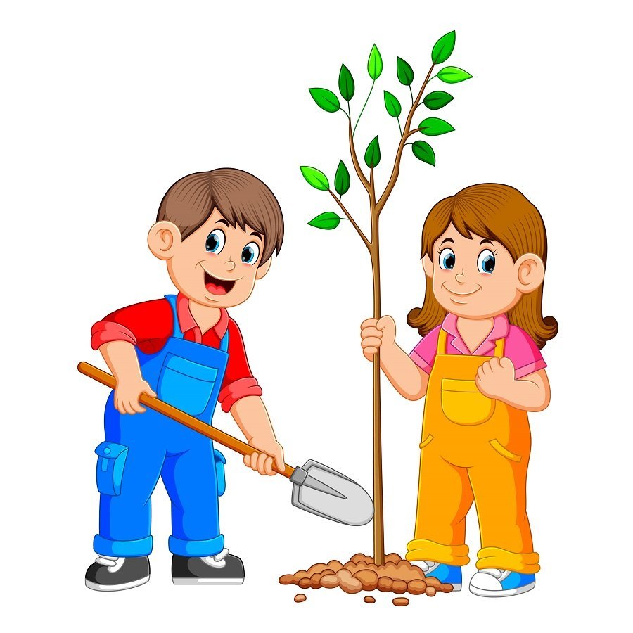 Сажать дерево на белом фоне