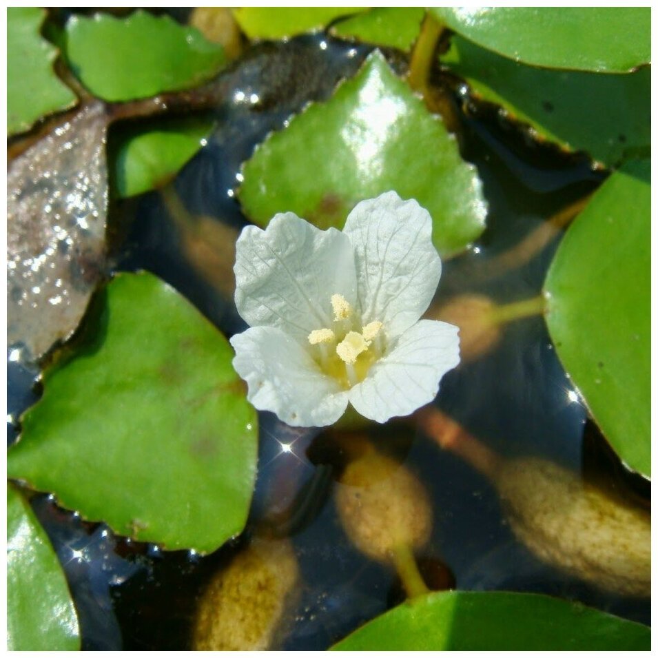 Водяной орех Чилим рогульник