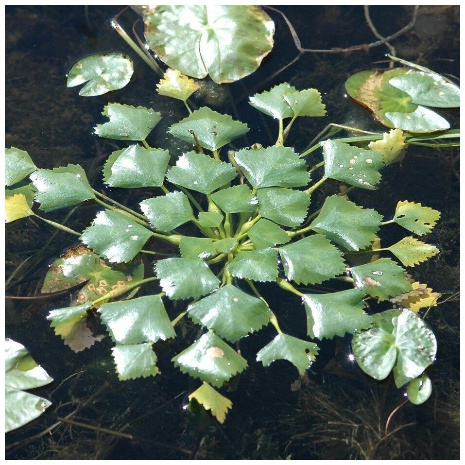 Водяной орех Упканкуль