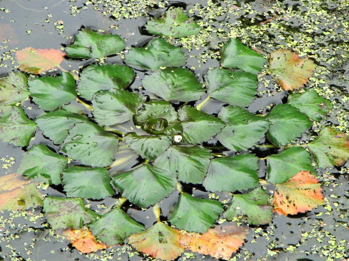 Водяной орех Великий Новгород
