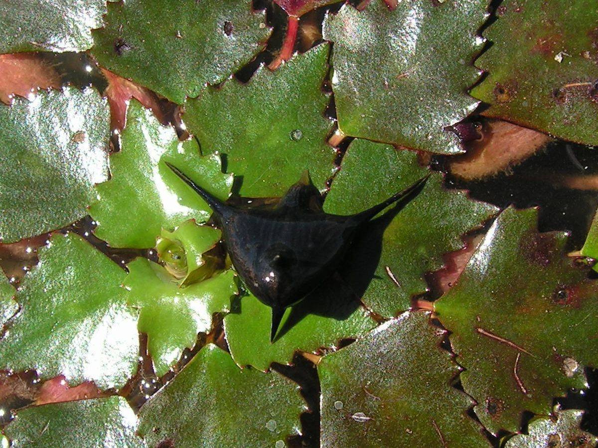 Рогульник маньчжурский