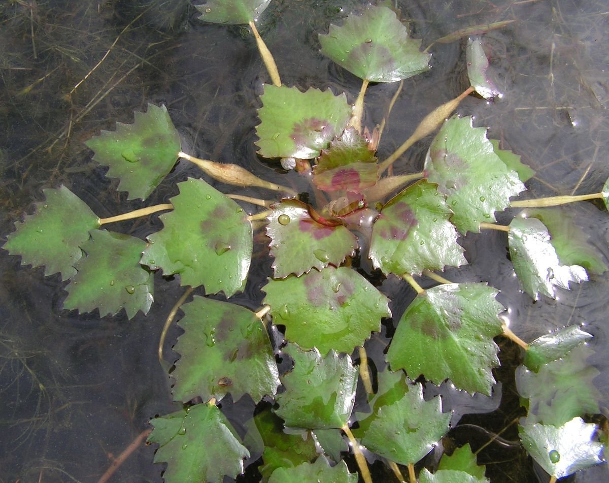 Водяной орех Чилим Астраханский
