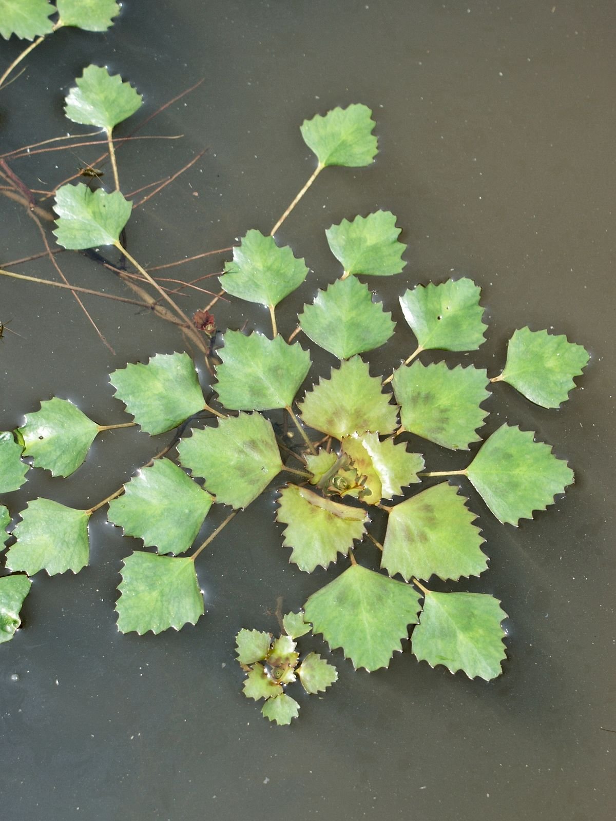 Рогульник плавающий водяной орех Чилим