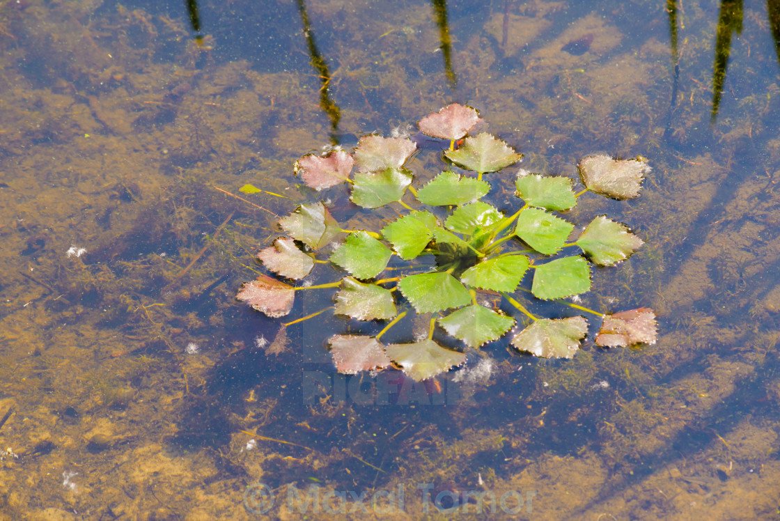 Картинка водяной орех