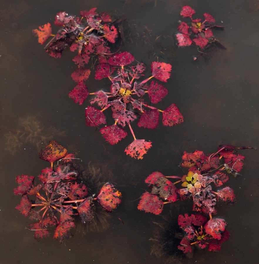 Чилим водяной орех Алтайский край