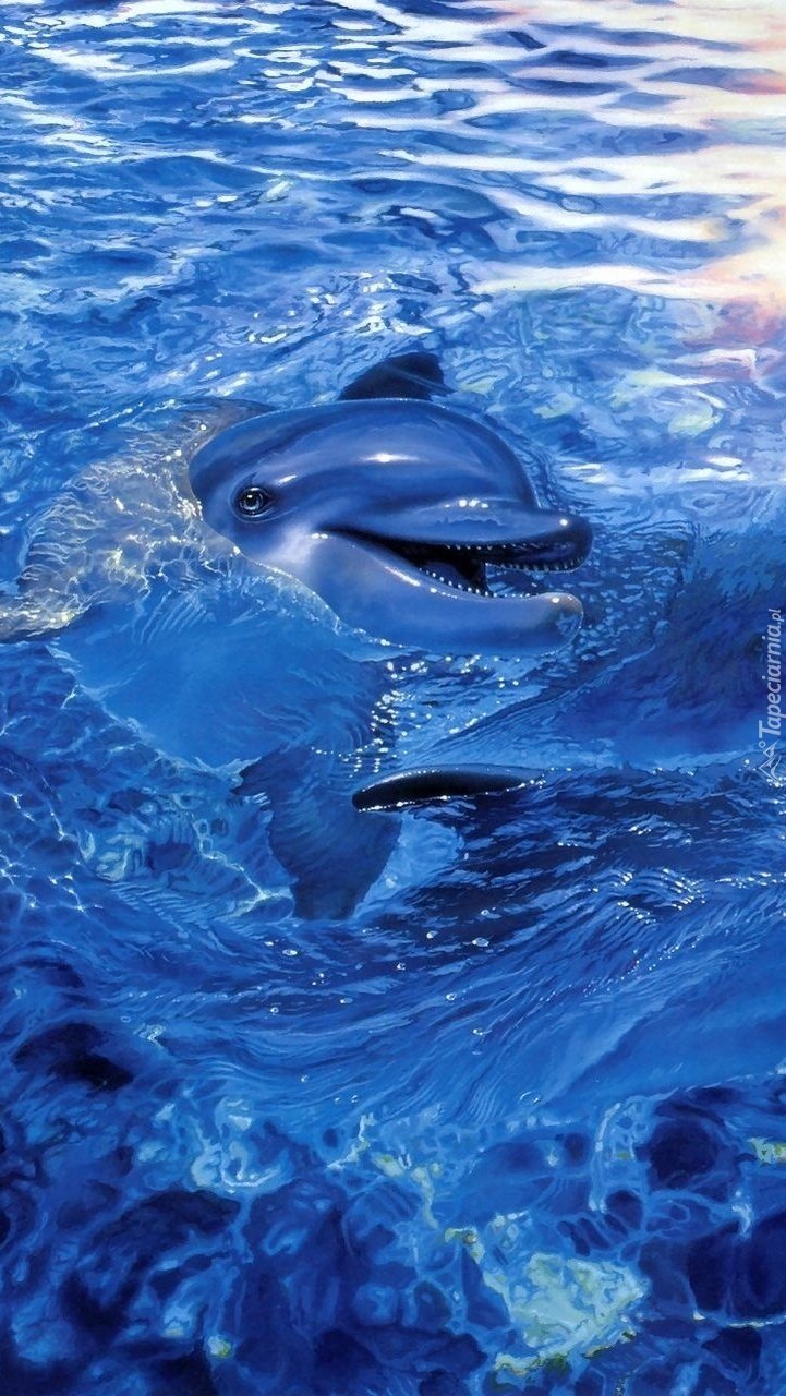 Живые дельфины