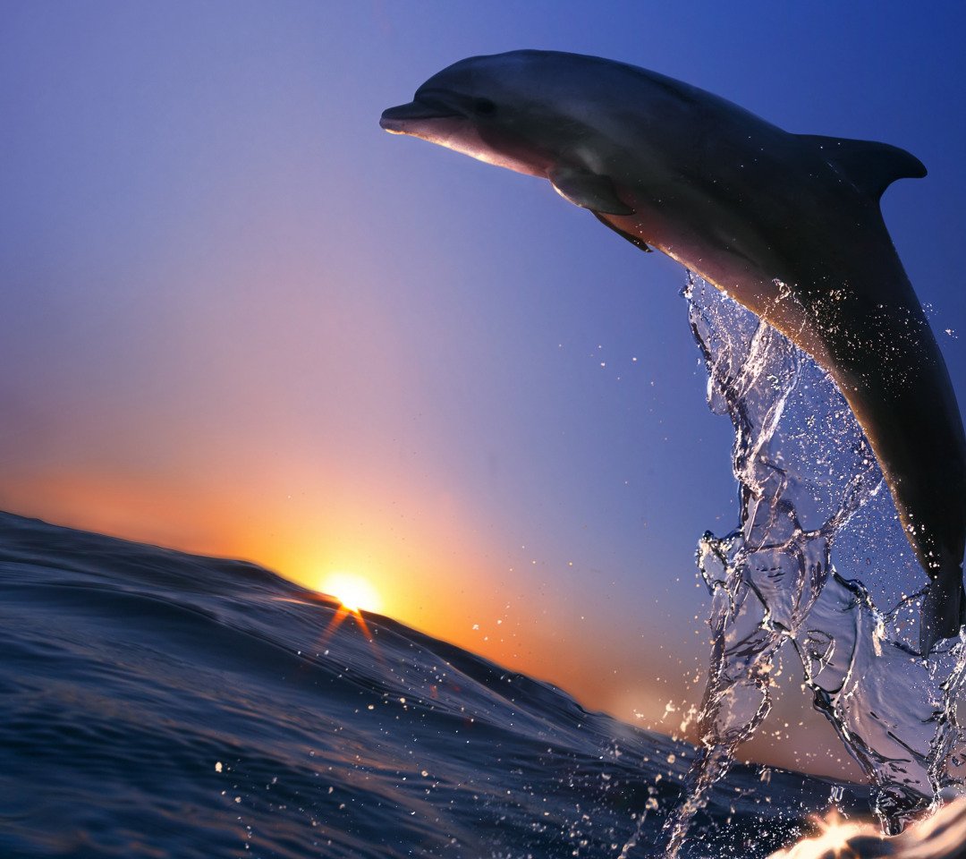 Дельфины выпрыгивают из воды