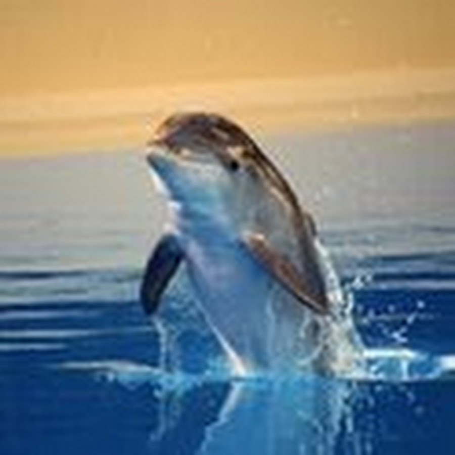 Одинокий Дельфин