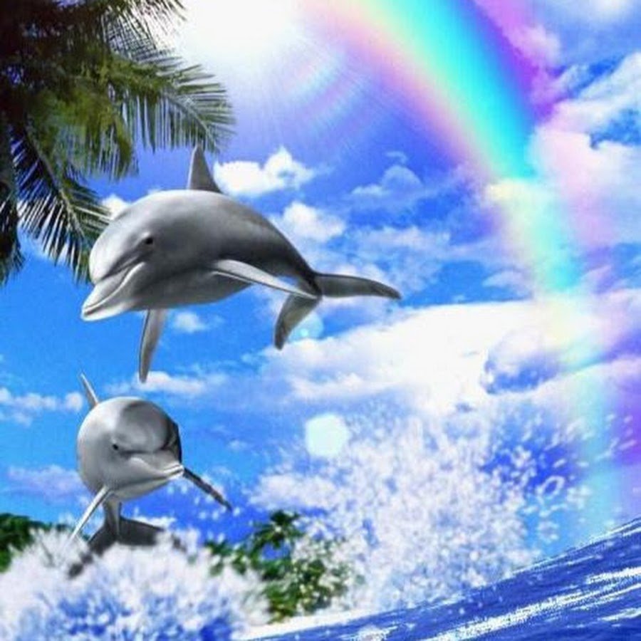 Живые дельфинчики на экране