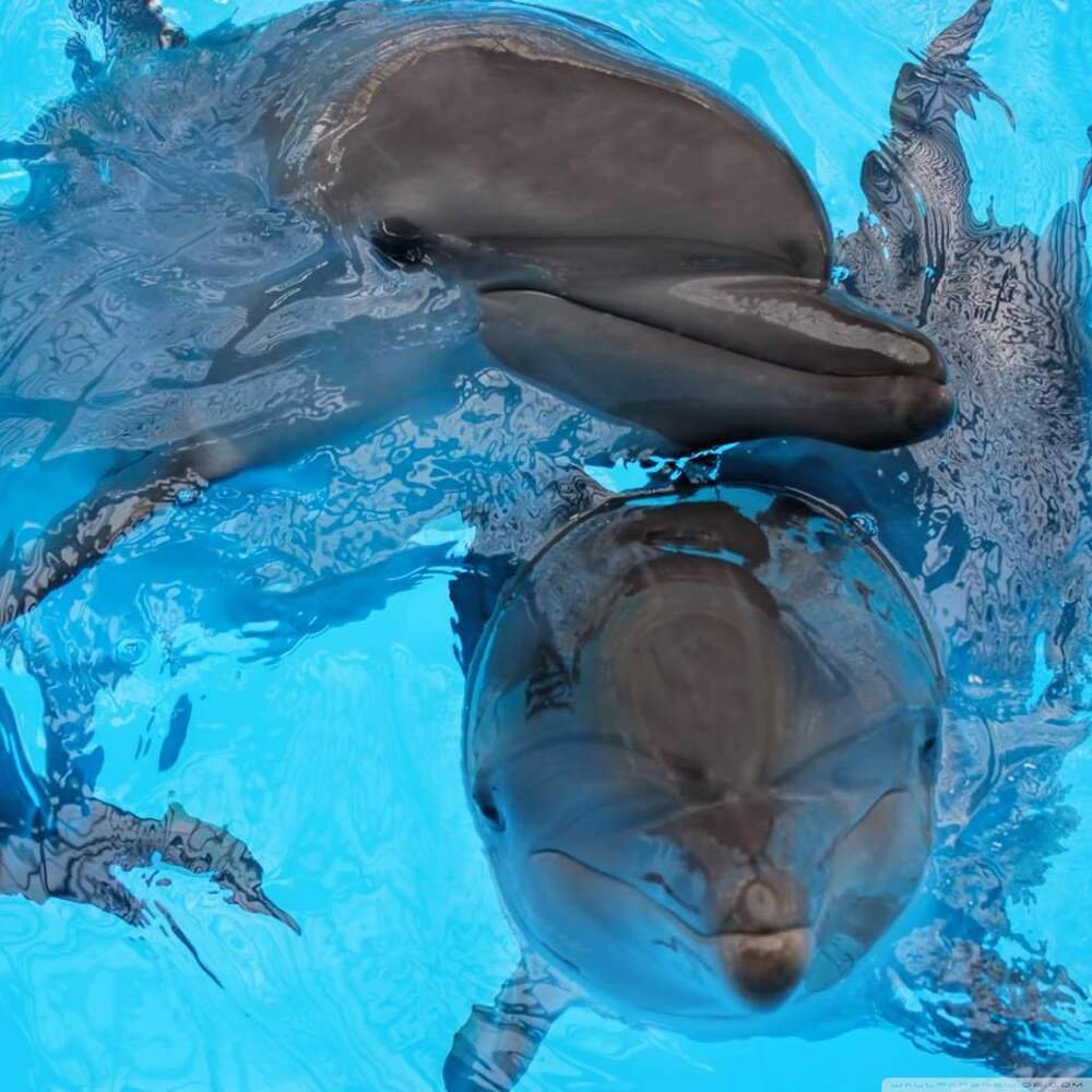 Обои на рабочий стол дельфины