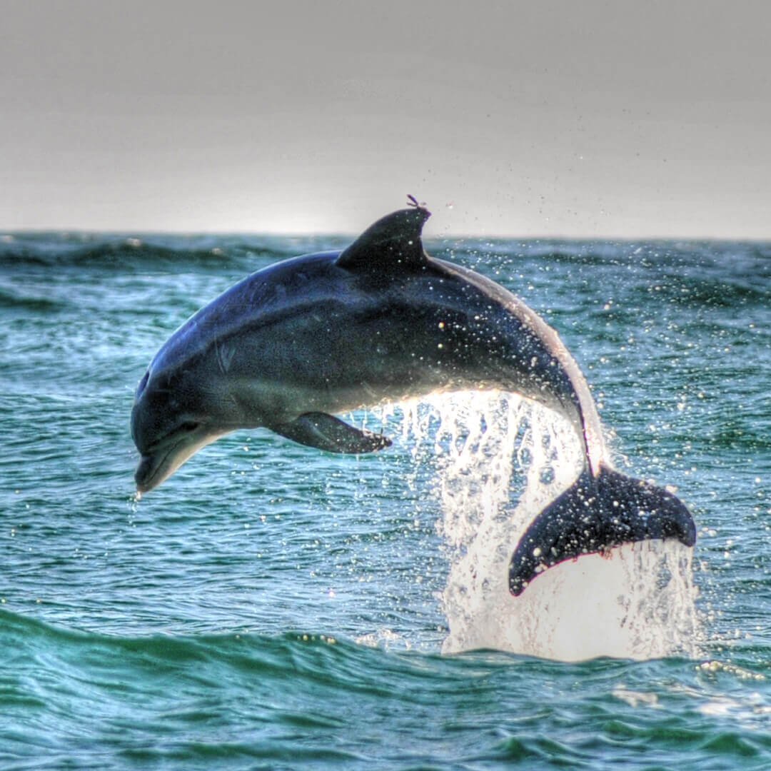 Яркая реклама кит