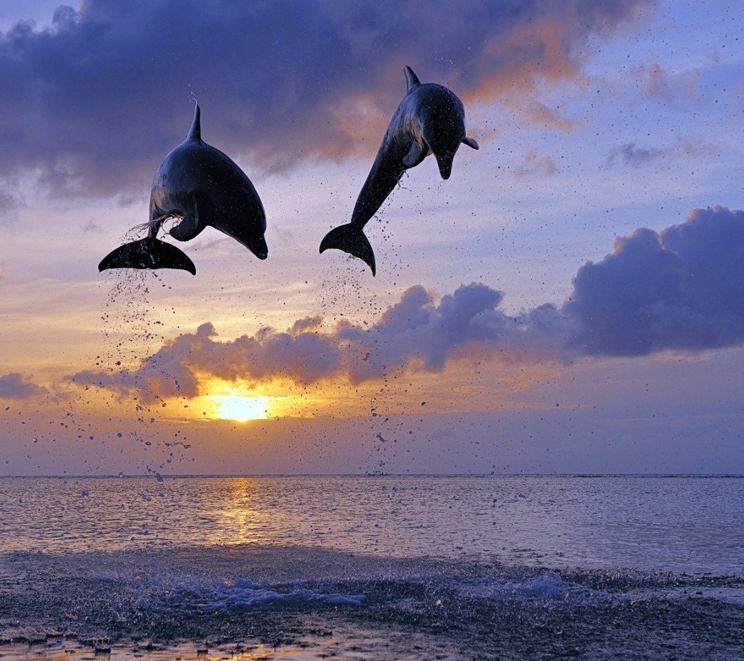 Красота моря дельфины