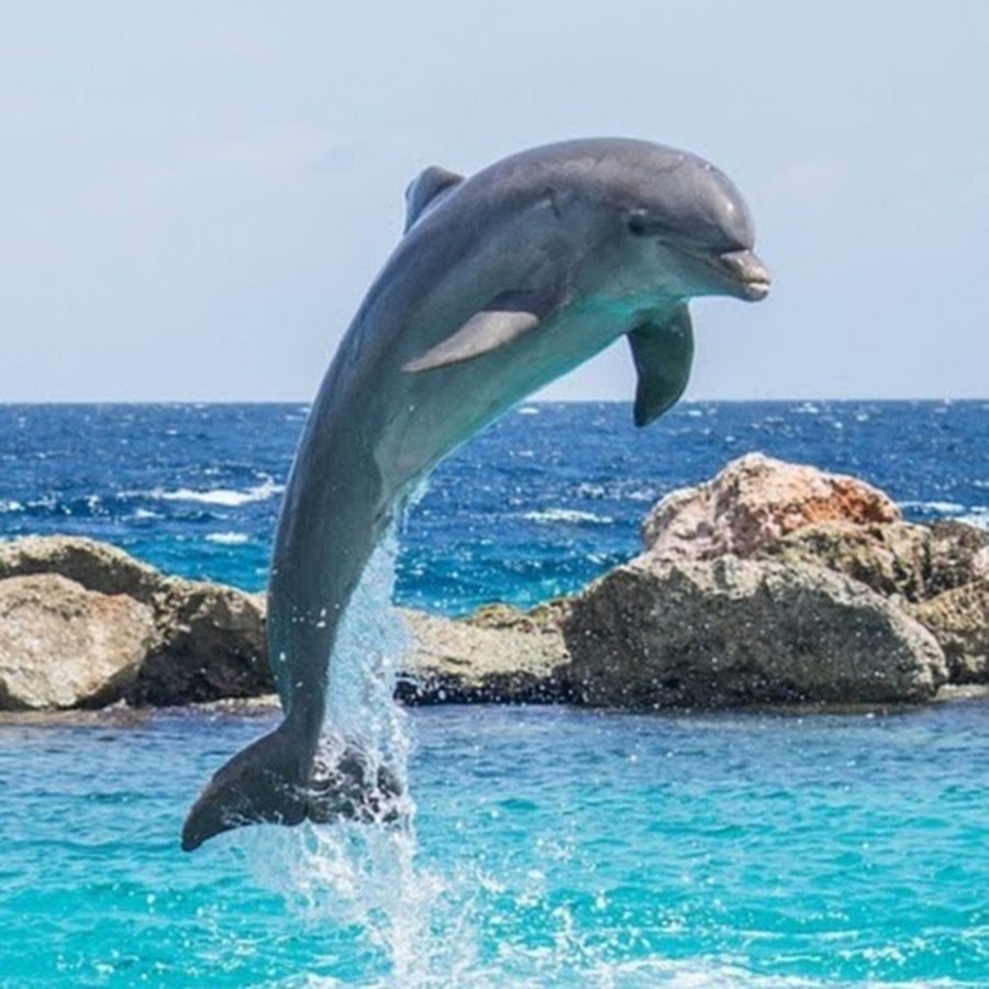 Тотем Дельфин