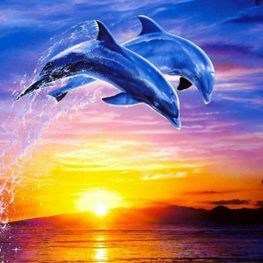 Дельфины картинки красивые на телефон