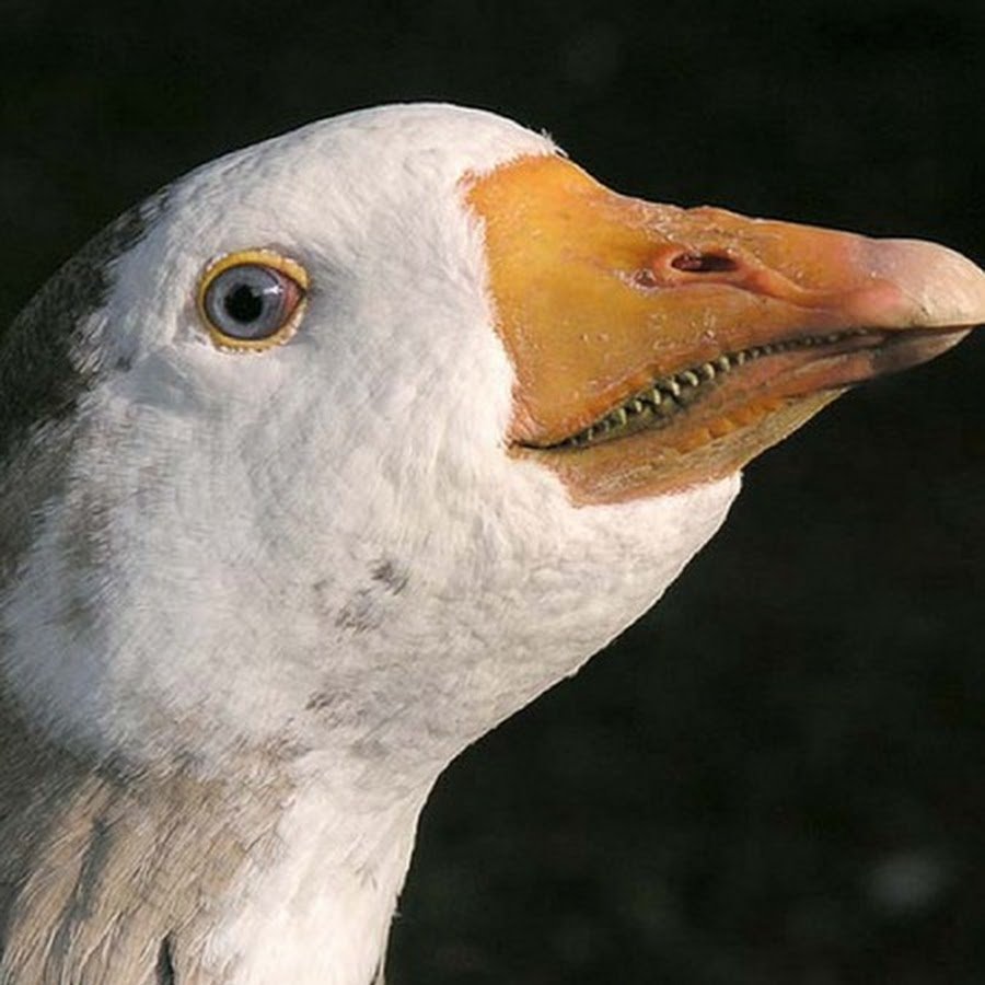 Зубастый Гусь