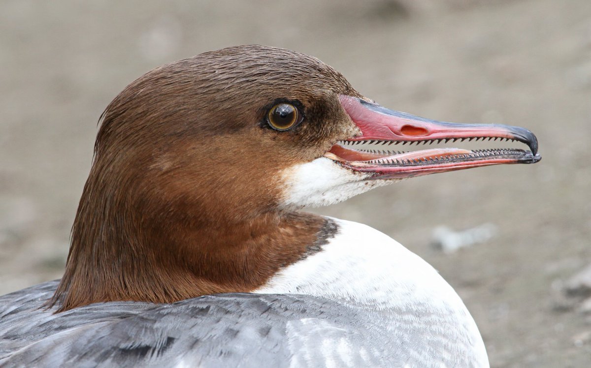 Пеликан охлаждается позвоночник