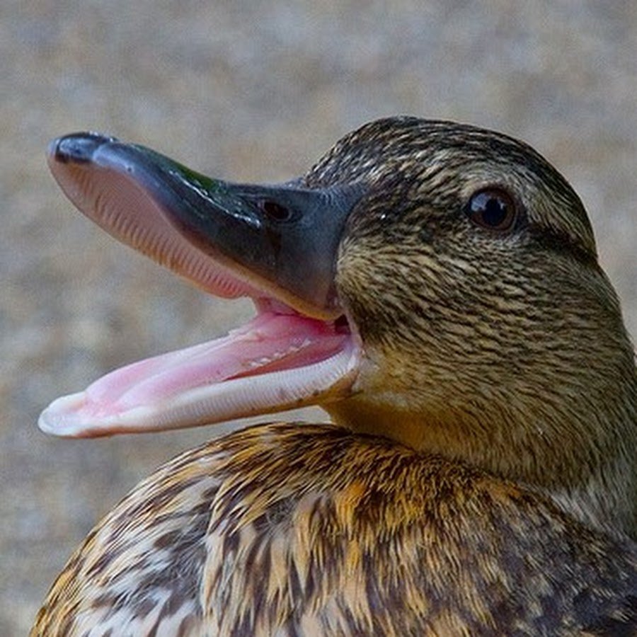 Пелагорнис Сандерса