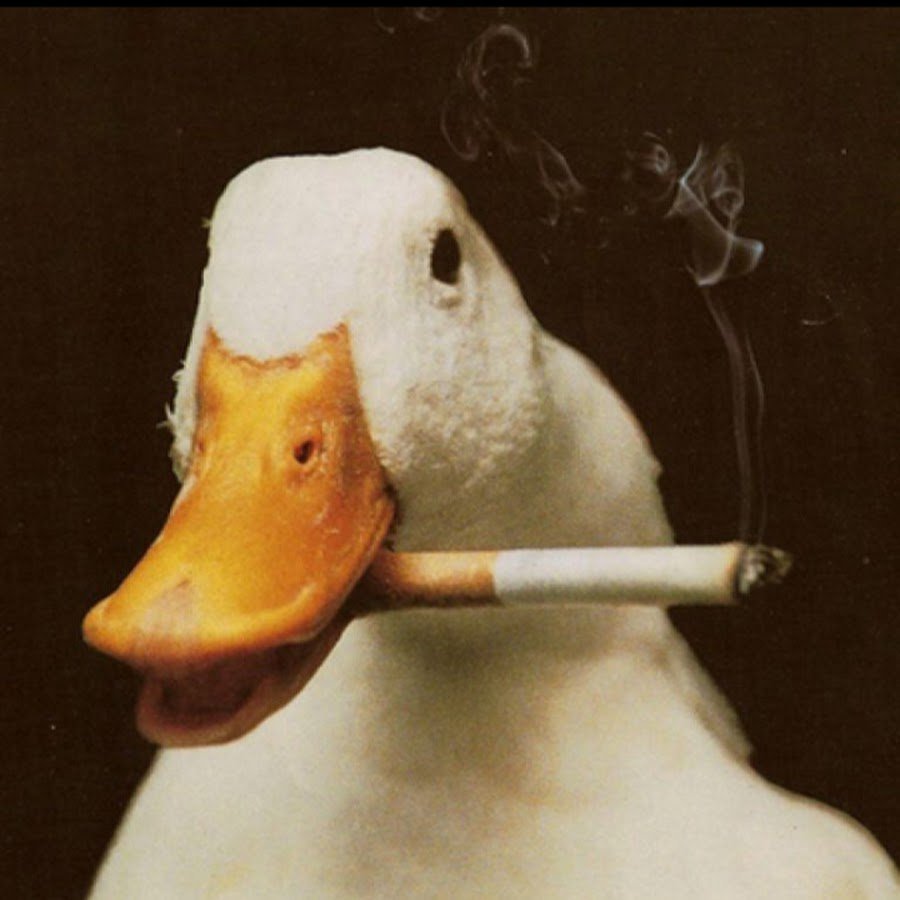 Няшные обои с гусём