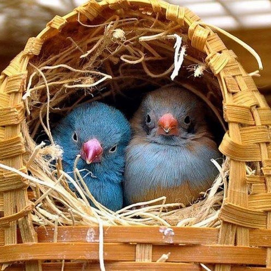 Милый птенец в гнезде